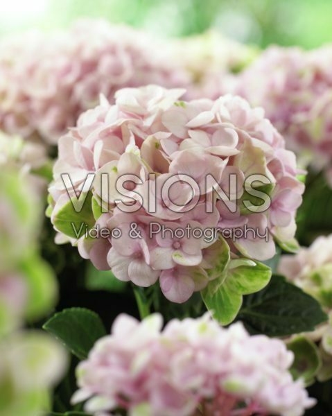 Hydrangea macrophylla Magical® Revolution Pink