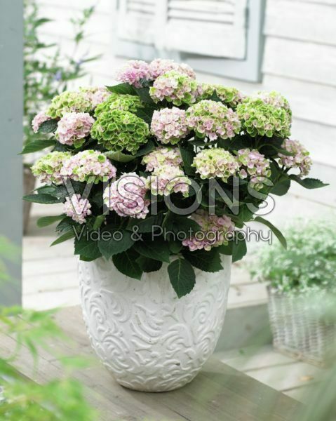 Hydrangea macrophylla Magical® Revolution Pink