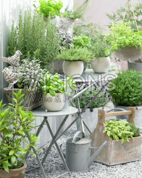 Herbs on patio