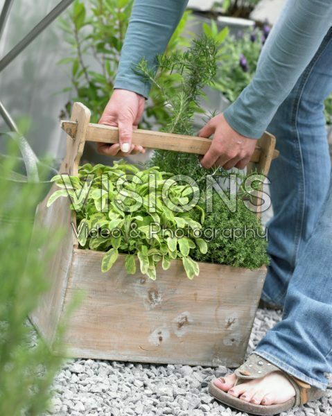 Herbs in container
