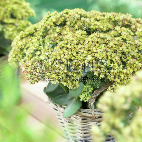 Sedum Seduction Green-Yellow Sedum Seduction Green-Yellow