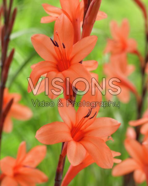 Watsonia pyramidata Peach Glow Watsonia pyramidata Peach Glow
