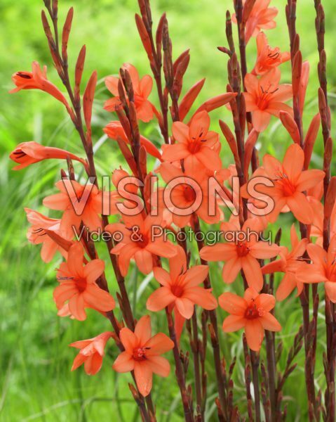 Watsonia pyramidata Peach Glow Watsonia pyramidata Peach Glow