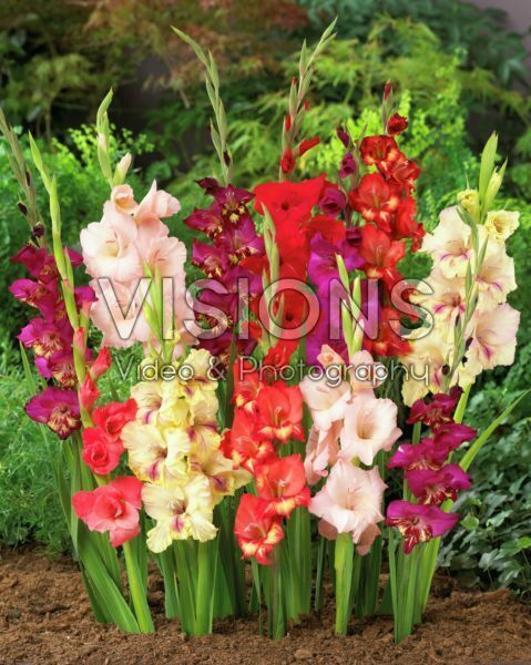 Gladiolus mixed