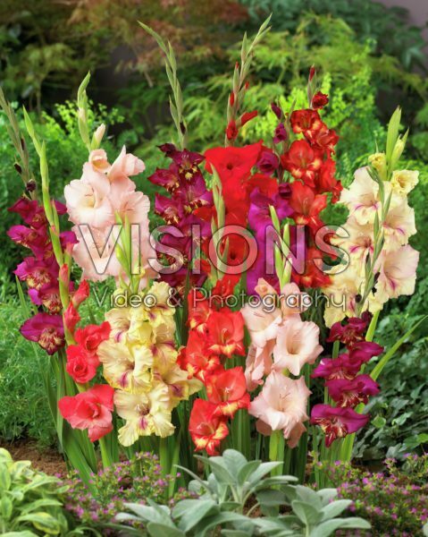 Gladiolus mixed