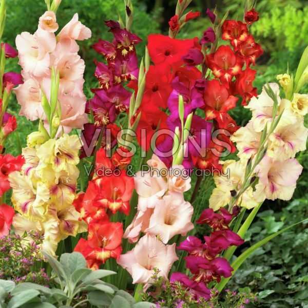 Gladiolus mixed