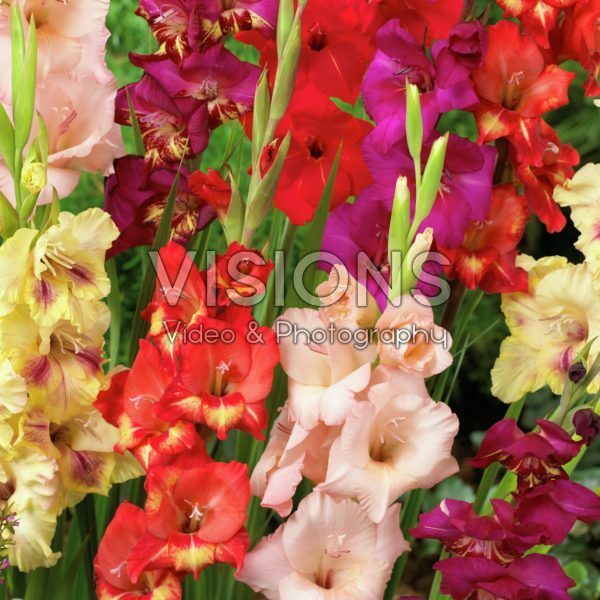 Gladiolus mixed