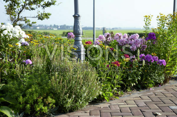 Perennial border