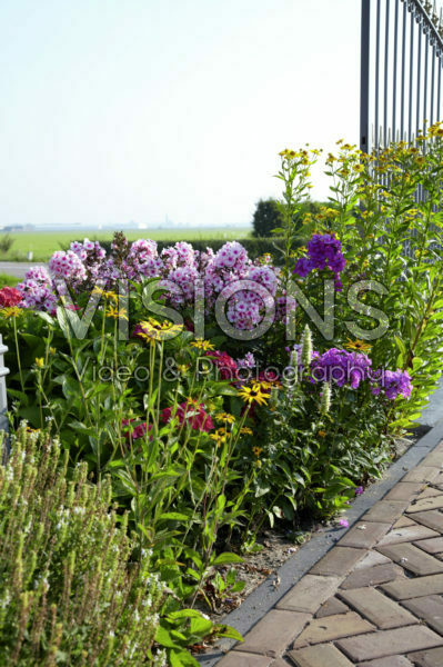 Perennial border