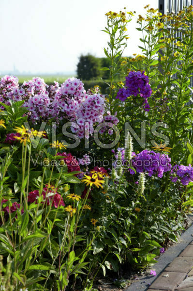 Vasteplanten border