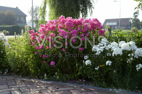 Perennial border