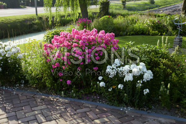 Perennial border