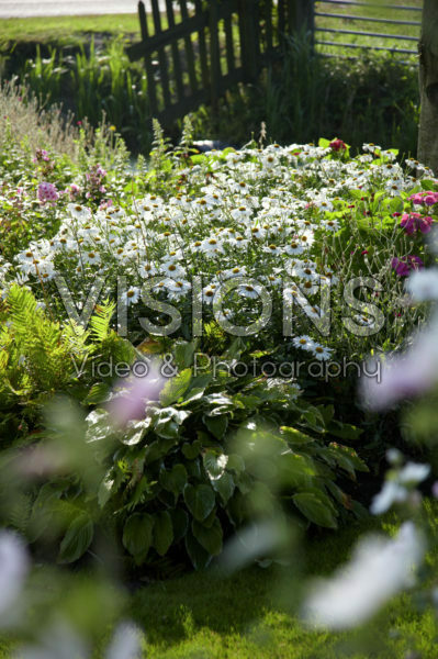 Echinacea