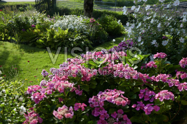 Perennial border