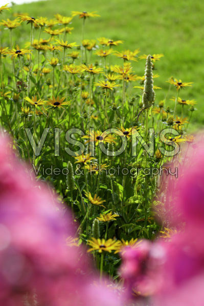 Rudbeckia