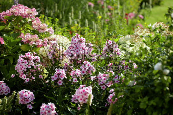 Perennial border