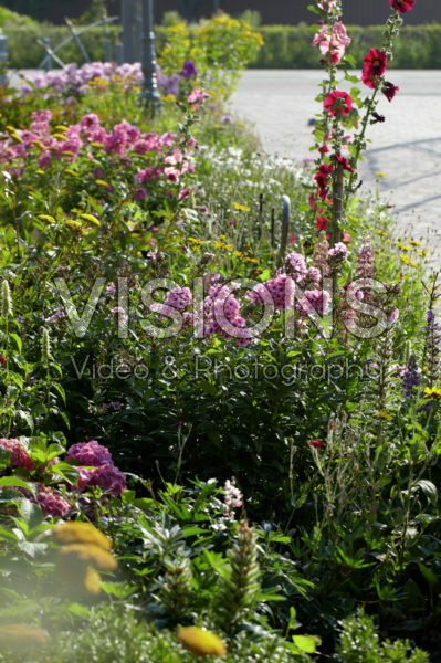 Perennial border