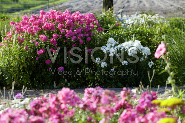 Perennial border