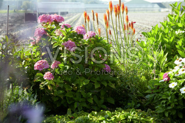 Perennial border