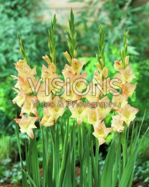 Gladiolus