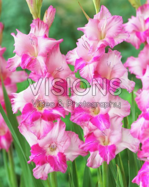 Gladiolus pink