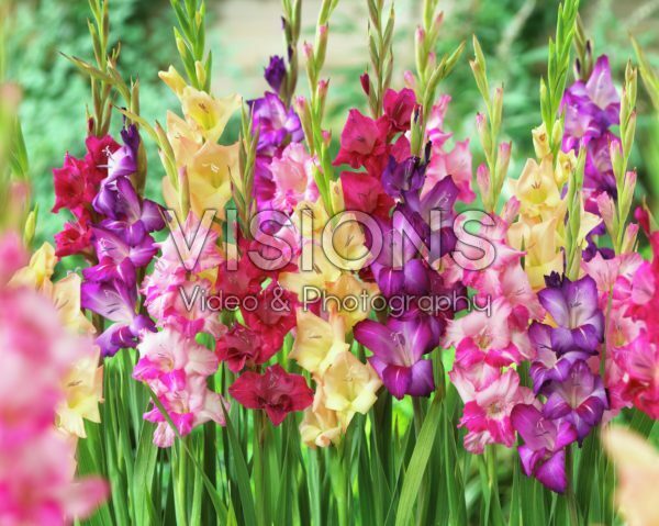 Gladiolus mixed