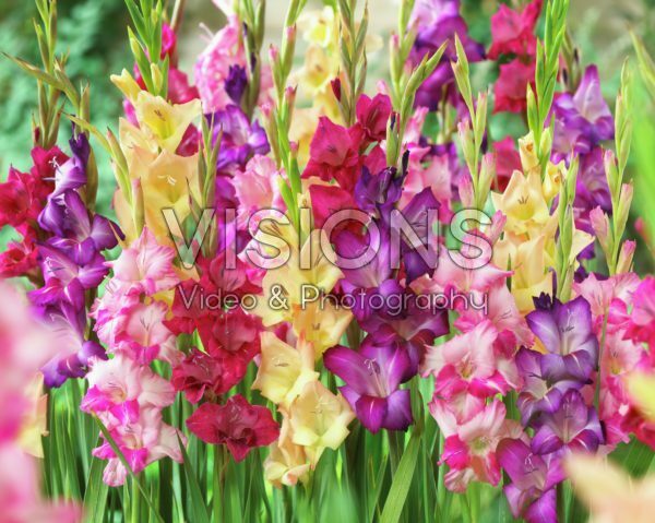 Gladiolus mixed