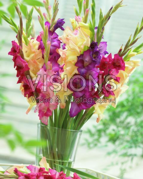 Gladiolus mixed