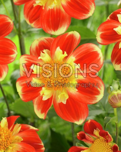 Dahlia Pooh Dahlia Pooh