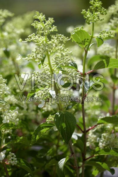 Hydrangea white