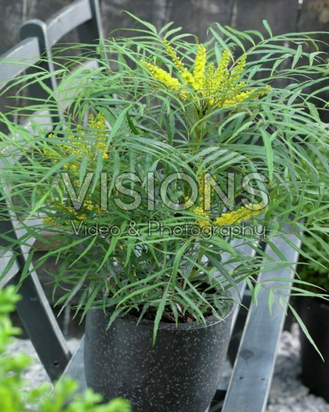 Mahonia eurybracteata Soft Caress Mahonia eurybracteata Soft Caress