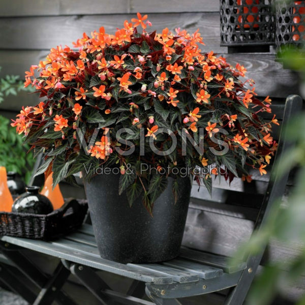 Begonia Glowing Embers ®