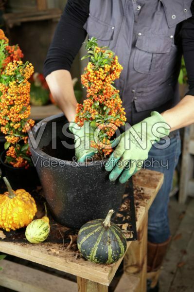 Planten van winter container