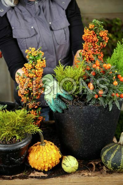 Planten van winter container