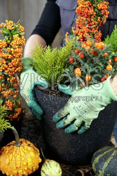 Planting winter container