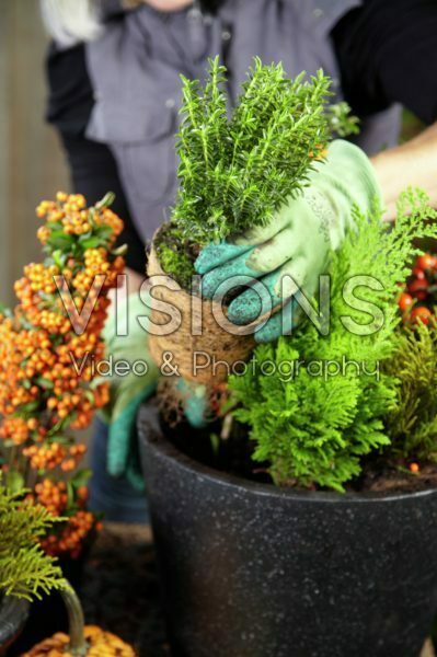 Planten van winter container