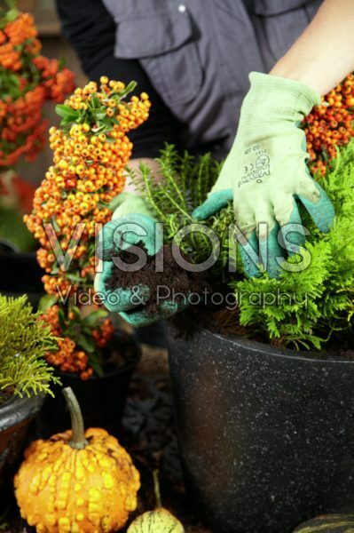 Planten van winter container