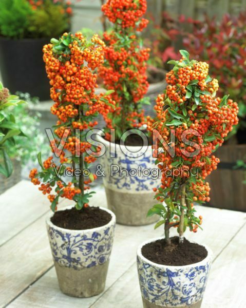 Pyracantha coccinea