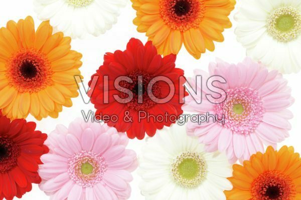 Gerbera mixed