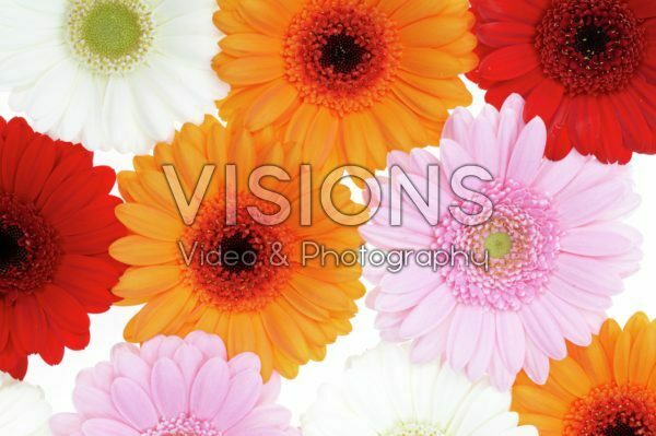 Gerbera mixed