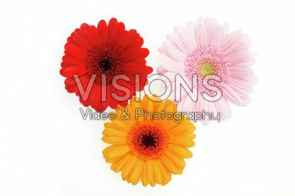 Gerbera mixed