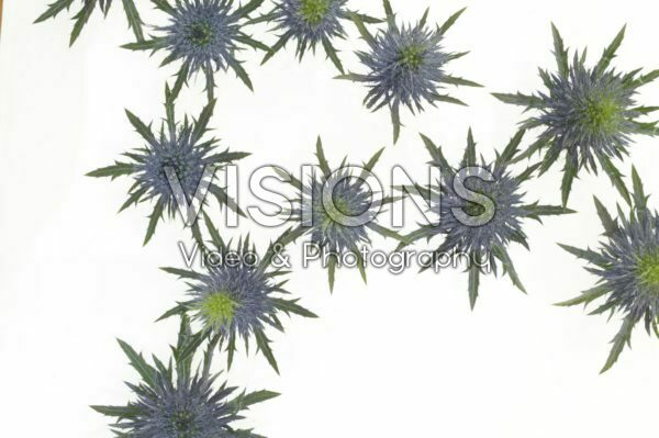 Eryngium