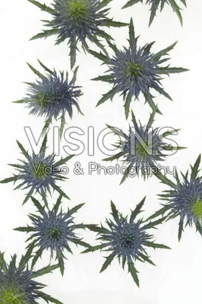 Eryngium