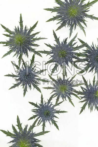 Eryngium