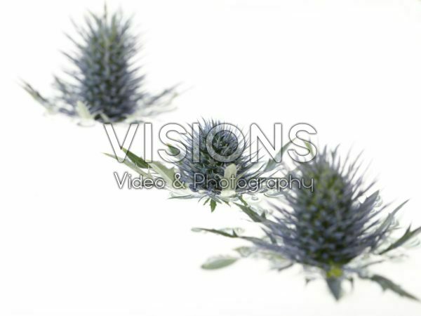 Eryngium