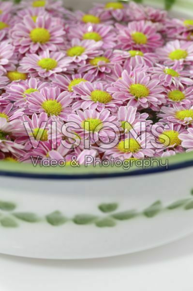 Chrysanthemum