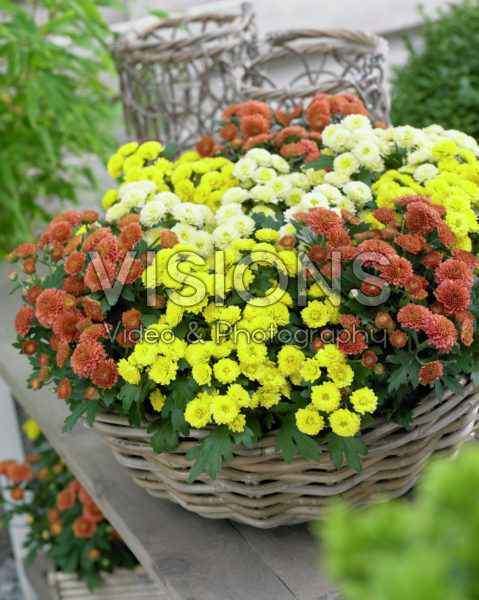 Chrysanthemum mixed Chrysanthemum mixed