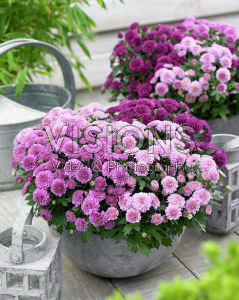 Chrysanthemum mixed