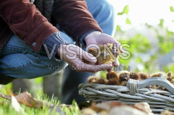 Collecting chestnuts