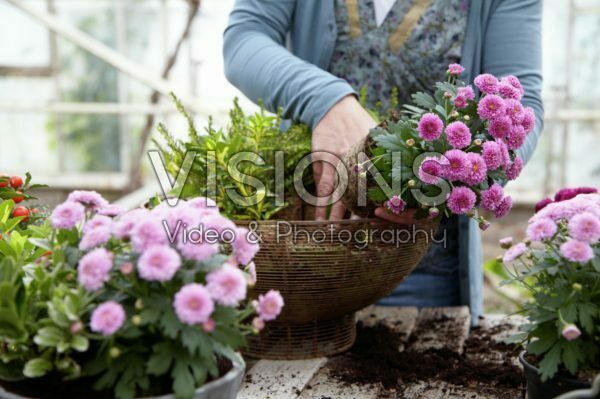 Planting autumn container Planting autumn container
